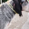 AMV DOGS hundhalsband Artikelnummer: COLLIERCHIENH26