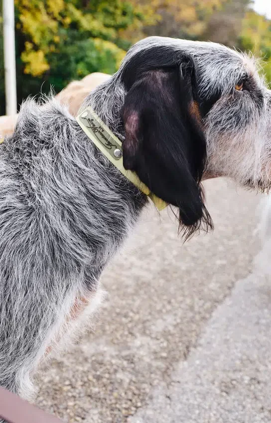 AMV DOGS hundhalsband Artikelnummer: COLLIERCHIENH26