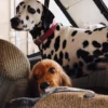 AMV DOGS hundhalsband Artikelnummer: COLLIERCHIENH26
