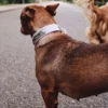 AMV DOGS hundhalsband Artikelnummer: COLLIERCHIENH26