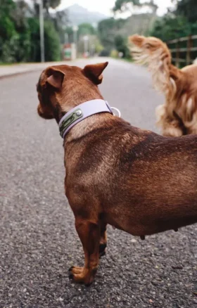 AMV DOGS hundhalsband Artikelnummer: COLLIERCHIENH26