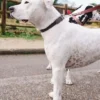 AMV DOGS hundhalsband Artikelnummer: COLLIERCHIENH26