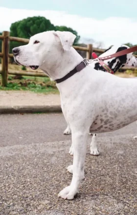 AMV DOGS hundhalsband Artikelnummer: COLLIERCHIENH26