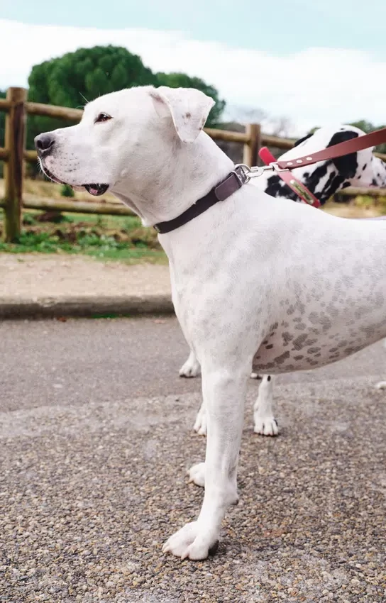 AMV DOGS hundhalsband Artikelnummer: COLLIERCHIENH26