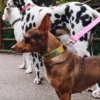 AMV DOGS hundhalsband Artikelnummer: COLLIERCHIENH26