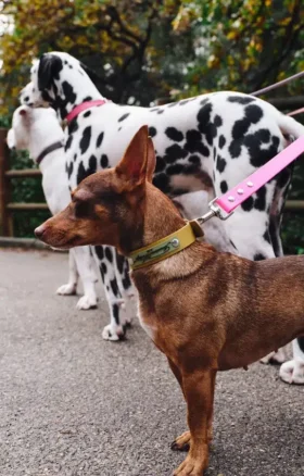 AMV DOGS hundhalsband Artikelnummer: COLLIERCHIENH26