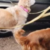 AMV DOGS hundhalsband Artikelnummer: COLLIERCHIENH26