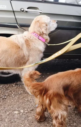 AMV DOGS hundhalsband Artikelnummer: COLLIERCHIENH26