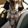 AMV DOGS hundhalsband Artikelnummer: COLLIERCHIENH26
