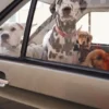 AMV DOGS hundhalsband Artikelnummer: COLLIERCHIENH26