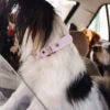 AMV DOGS hundhalsband Artikelnummer: COLLIERCHIENH26