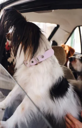 AMV DOGS hundhalsband Artikelnummer: COLLIERCHIENH26