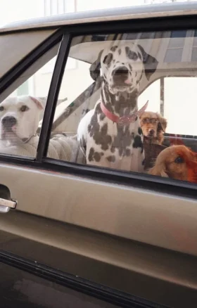 AMV DOGS hundhalsband Artikelnummer: COLLIERCHIENH26