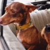 AMV DOGS hundhalsband Artikelnummer: COLLIERCHIENH26