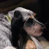 AMV DOGS hundhalsband Artikelnummer: COLLIERCHIENH26
