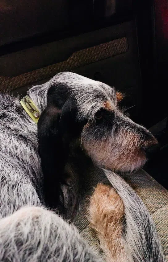 AMV DOGS hundhalsband Artikelnummer: COLLIERCHIENH26