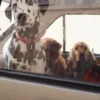 AMV DOGS hundhalsband Artikelnummer: COLLIERCHIENH26