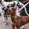 AMV DOGS hundhalsband Artikelnummer: COLLIERCHIENH26