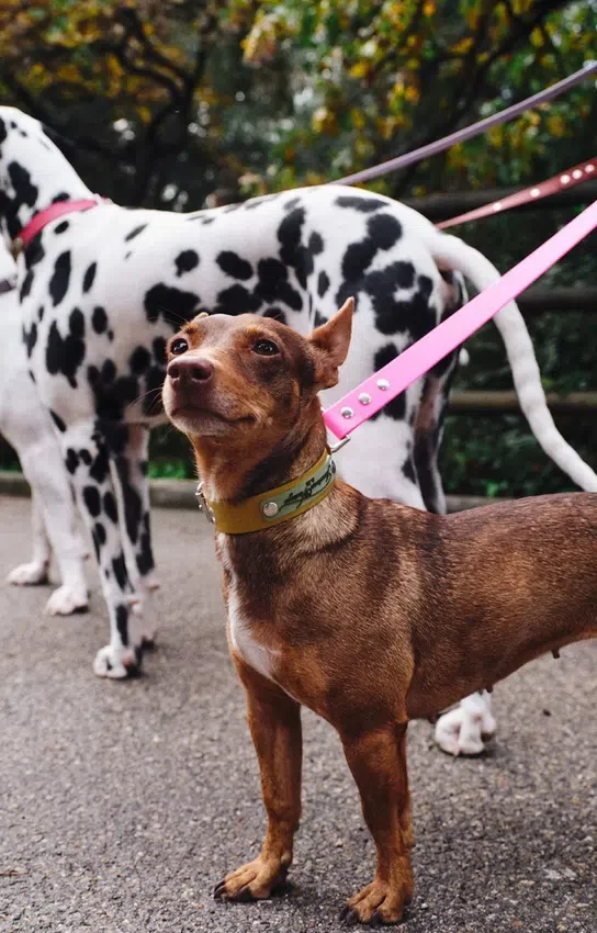 AMV DOGS hundhalsband Artikelnummer: COLLIERCHIENH26