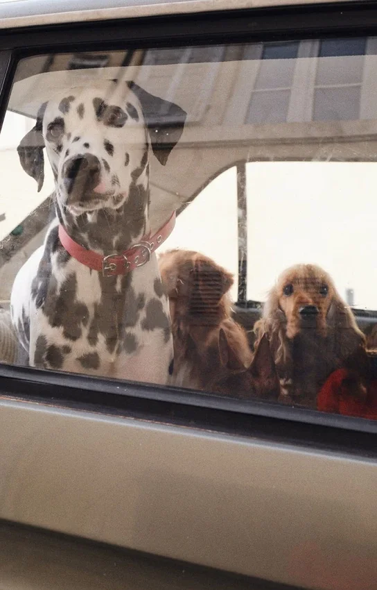 AMV DOGS hundhalsband Artikelnummer: COLLIERCHIENH26