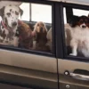AMV DOGS hundhalsband Artikelnummer: COLLIERCHIENH26