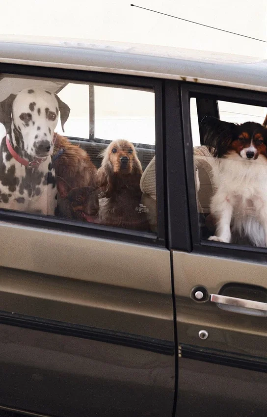 AMV DOGS hundhalsband Artikelnummer: COLLIERCHIENH26
