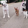 AMV DOGS hundkoppel Artikelnummer: LAISSECHIENH26