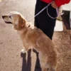 AMV DOGS hundkoppel Artikelnummer: LAISSECHIENH26