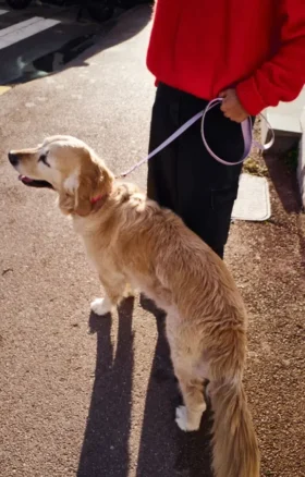 AMV DOGS hundkoppel Artikelnummer: LAISSECHIENH26