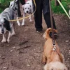 AMV DOGS hundkoppel Artikelnummer: LAISSECHIENH26