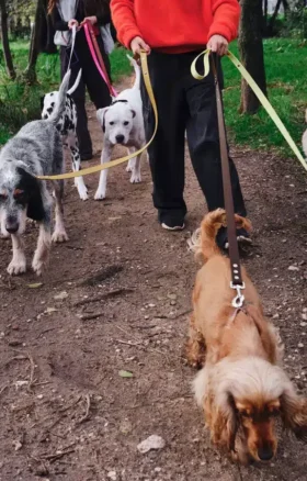 AMV DOGS hundkoppel Artikelnummer: LAISSECHIENH26