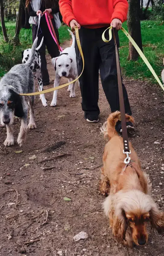 AMV DOGS hundkoppel Artikelnummer: LAISSECHIENH26