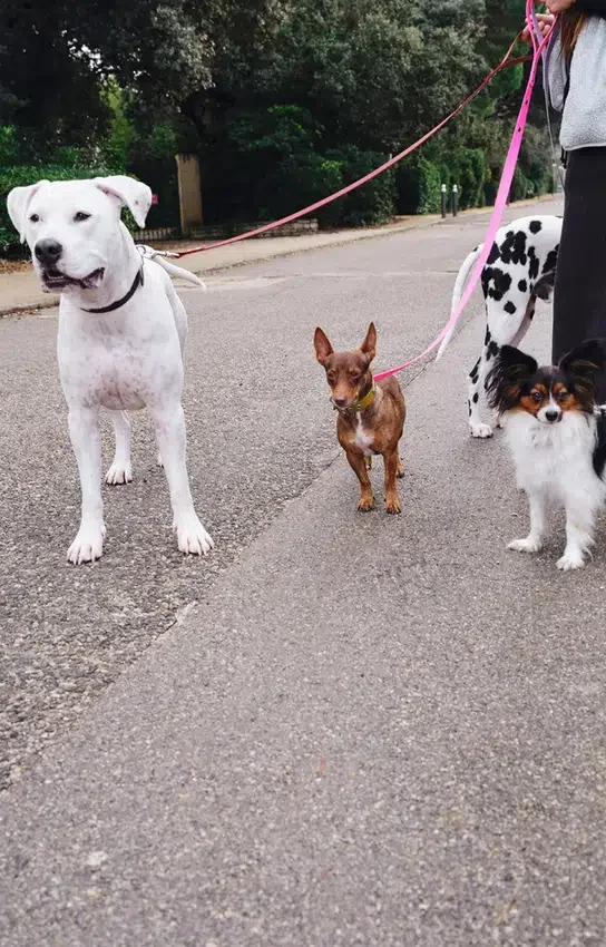 AMV DOGS hundkoppel Artikelnummer: LAISSECHIENH26