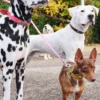 AMV DOGS hundkoppel Artikelnummer: LAISSECHIENH26