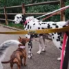 AMV DOGS hundkoppel Artikelnummer: LAISSECHIENH26