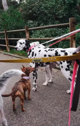 AMV DOGS hundkoppel Artikelnummer: LAISSECHIENH26
