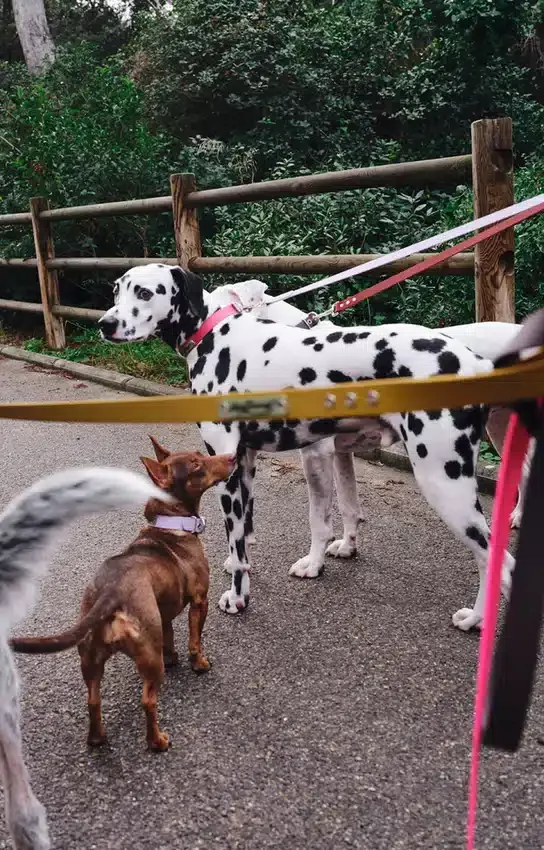AMV DOGS hundkoppel Artikelnummer: LAISSECHIENH26