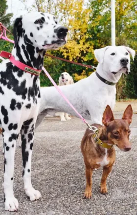 AMV DOGS hundkoppel Artikelnummer: LAISSECHIENH26