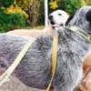 AMV DOGS hundkoppel Artikelnummer: LAISSECHIENH26