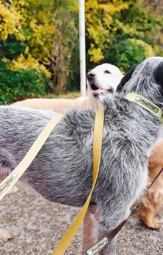 AMV DOGS hundkoppel Artikelnummer: LAISSECHIENH26