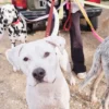 AMV DOGS hundkoppel Artikelnummer: LAISSECHIENH26