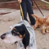 AMV DOGS hundkoppel Artikelnummer: LAISSECHIENH26