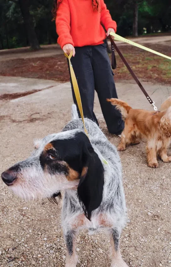 AMV DOGS hundkoppel Artikelnummer: LAISSECHIENH26