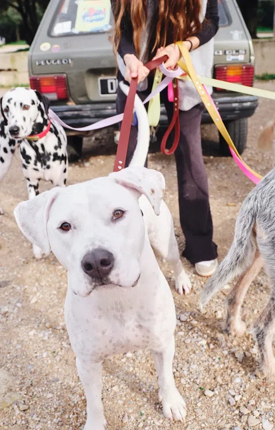 AMV DOGS hundkoppel Artikelnummer: LAISSECHIENH26