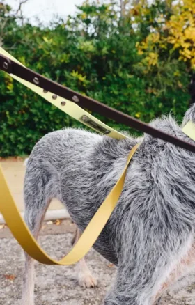 AMV DOGS hundkoppel Artikelnummer: LAISSECHIENH26