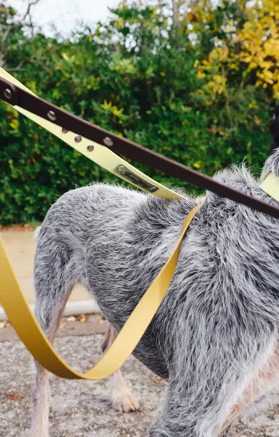 AMV DOGS hundkoppel Artikelnummer: LAISSECHIENH26